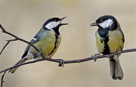 nice pair tits|'nice pair of tits' Search .